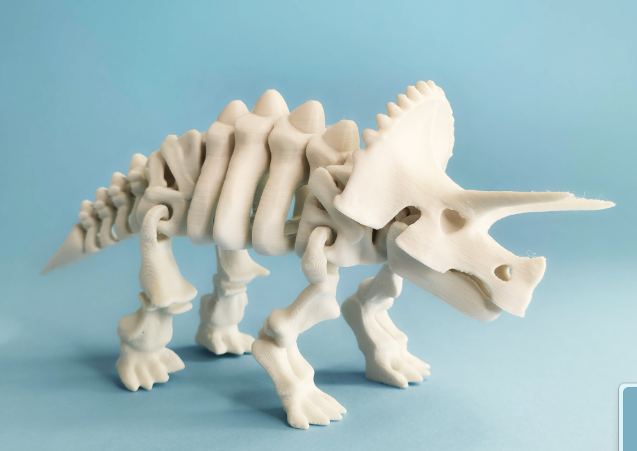 Articulated skeleton triceratops dinosaur