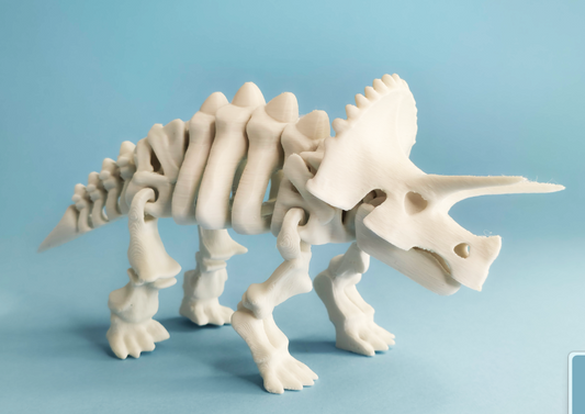 Articulated skeleton triceratops dinosaur